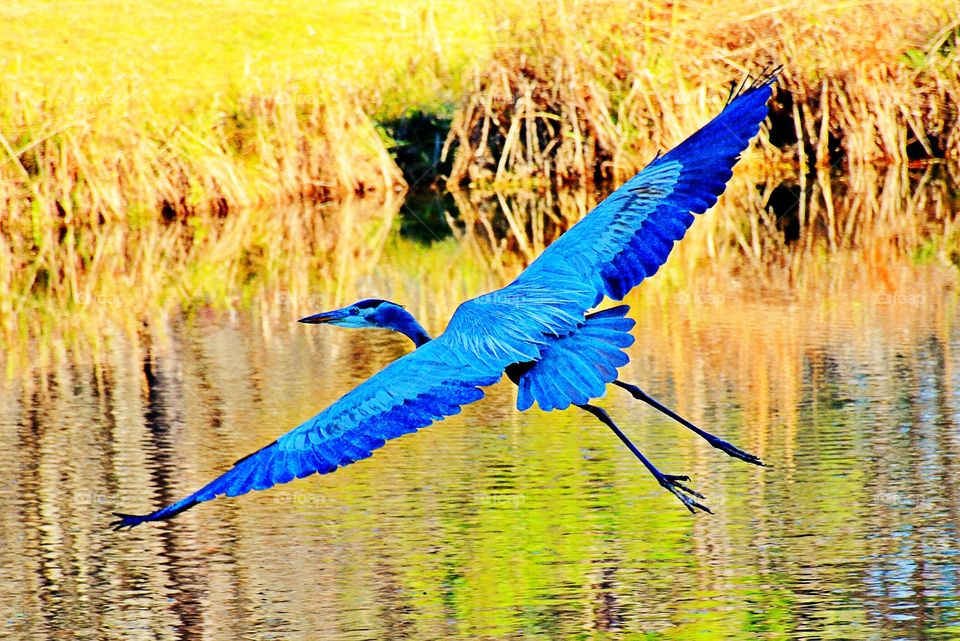 Bird fling over lake water