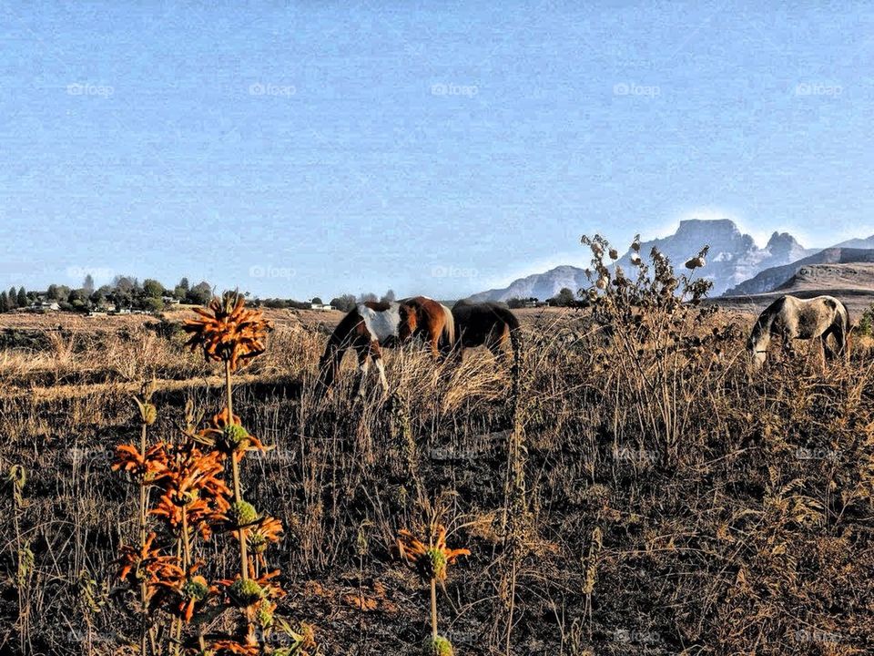 Horses in the field
