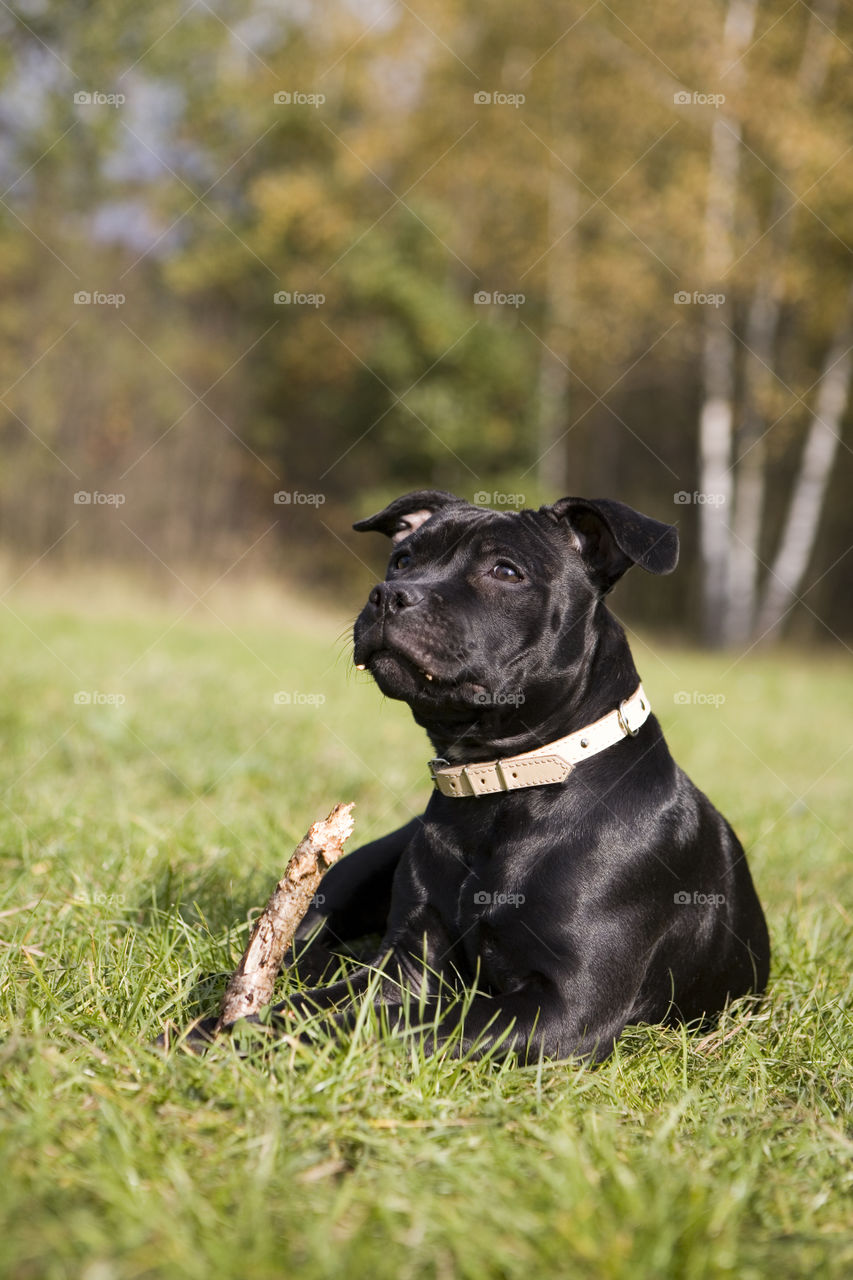 Dog, Pet, Mammal, Grass, Portrait