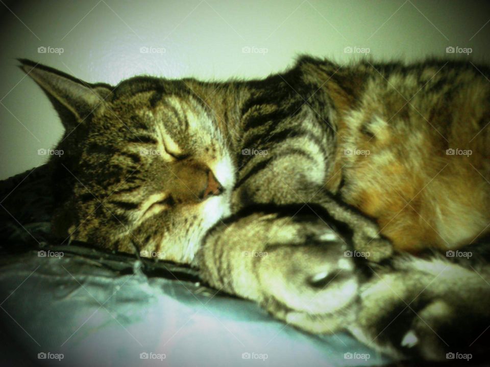 a tabby cat sleeping on a bed