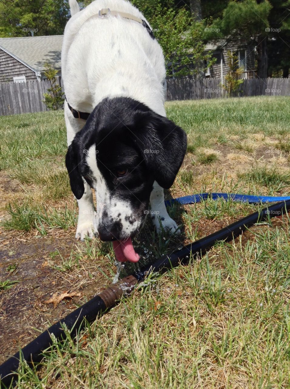 Dog drinking from hose. Dog drinking from split in hose 