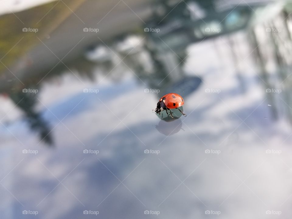 LadyBug