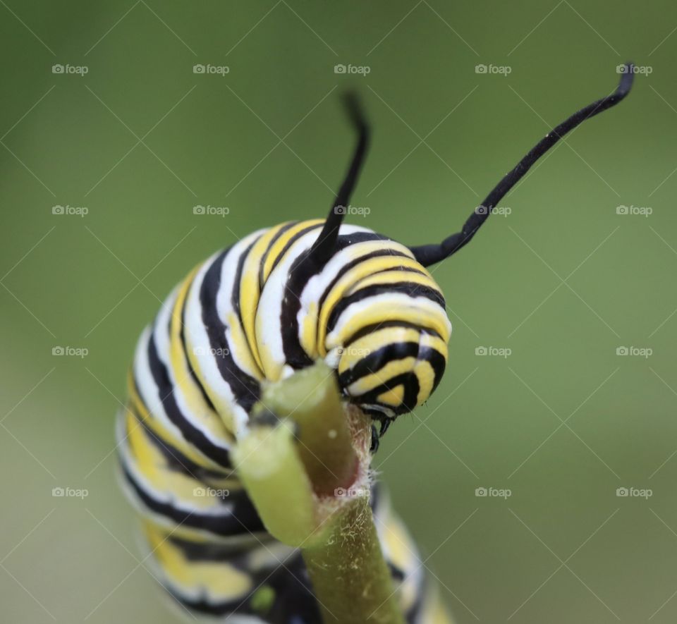 Monarch caterpillar close up