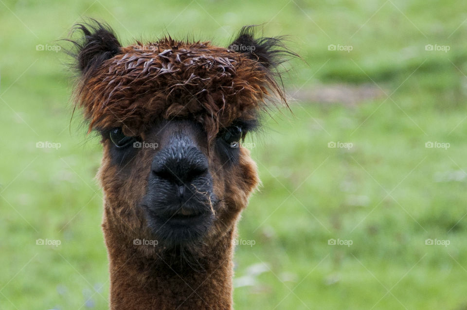 Portrait of alpaca