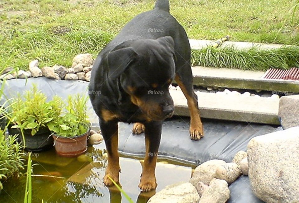 Rottweiler by the pond