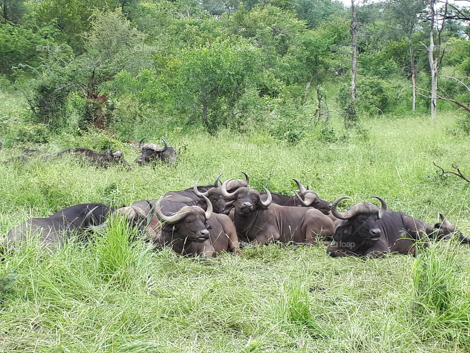 Some Cape Buffalo taking it easy.