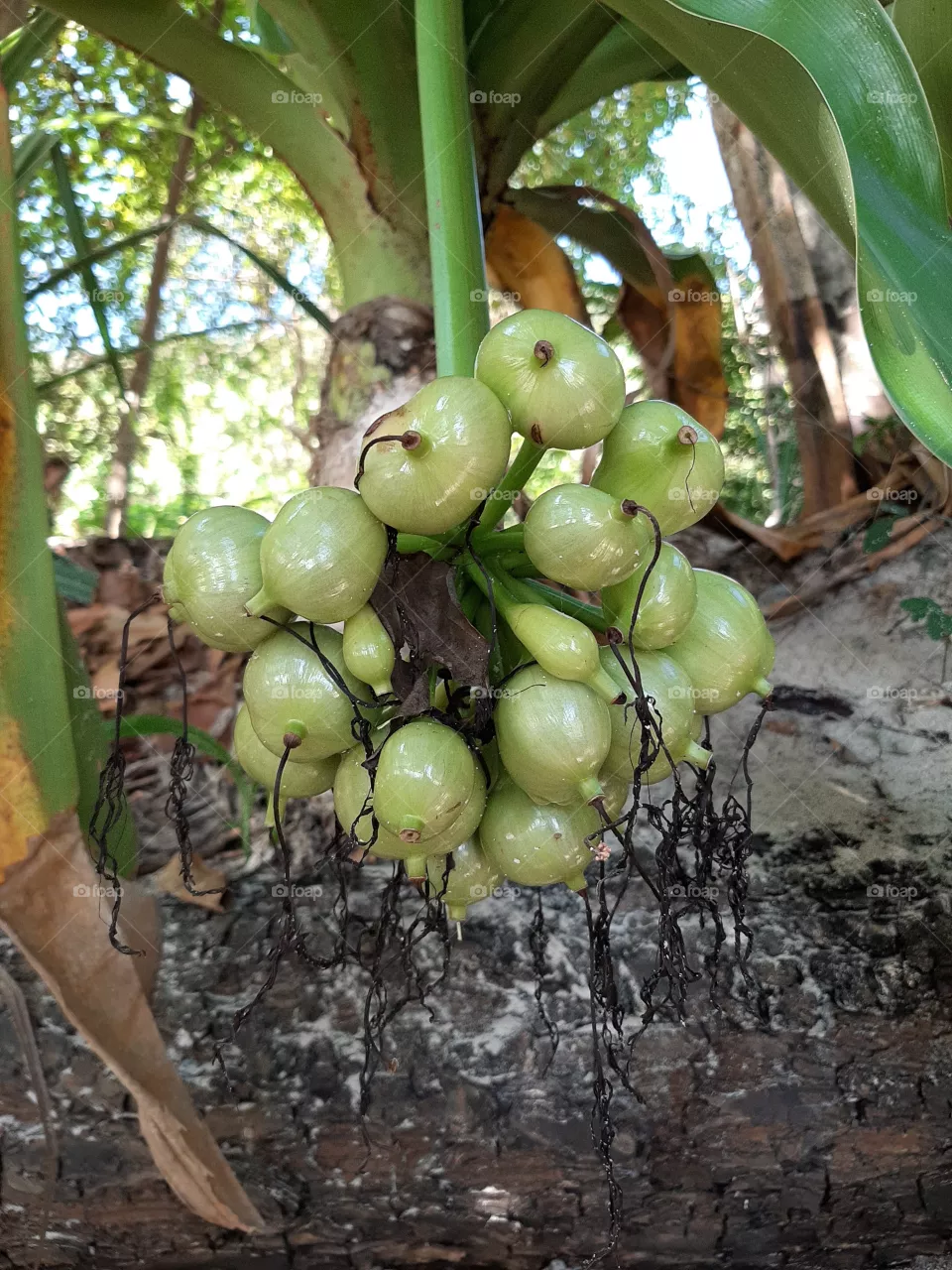 plant