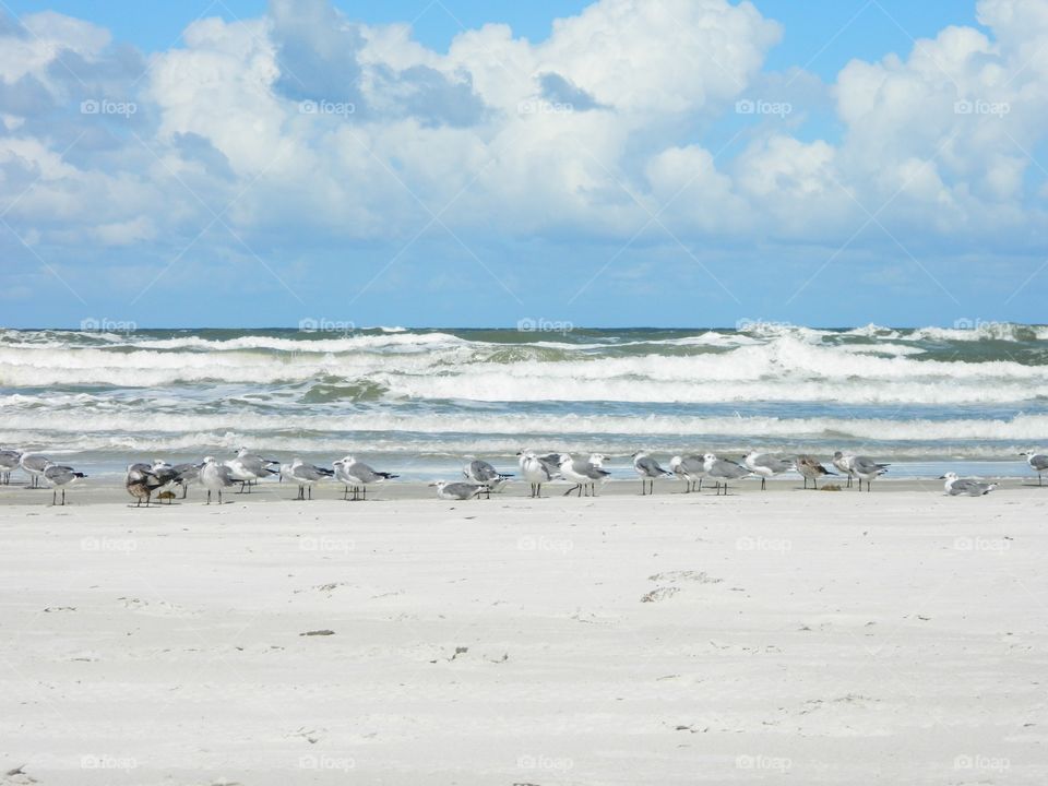 seagulls on the shore