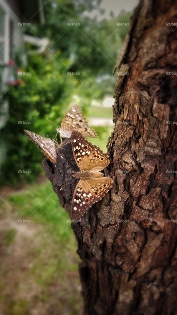 3 Hackberry Butterflies in a Tree