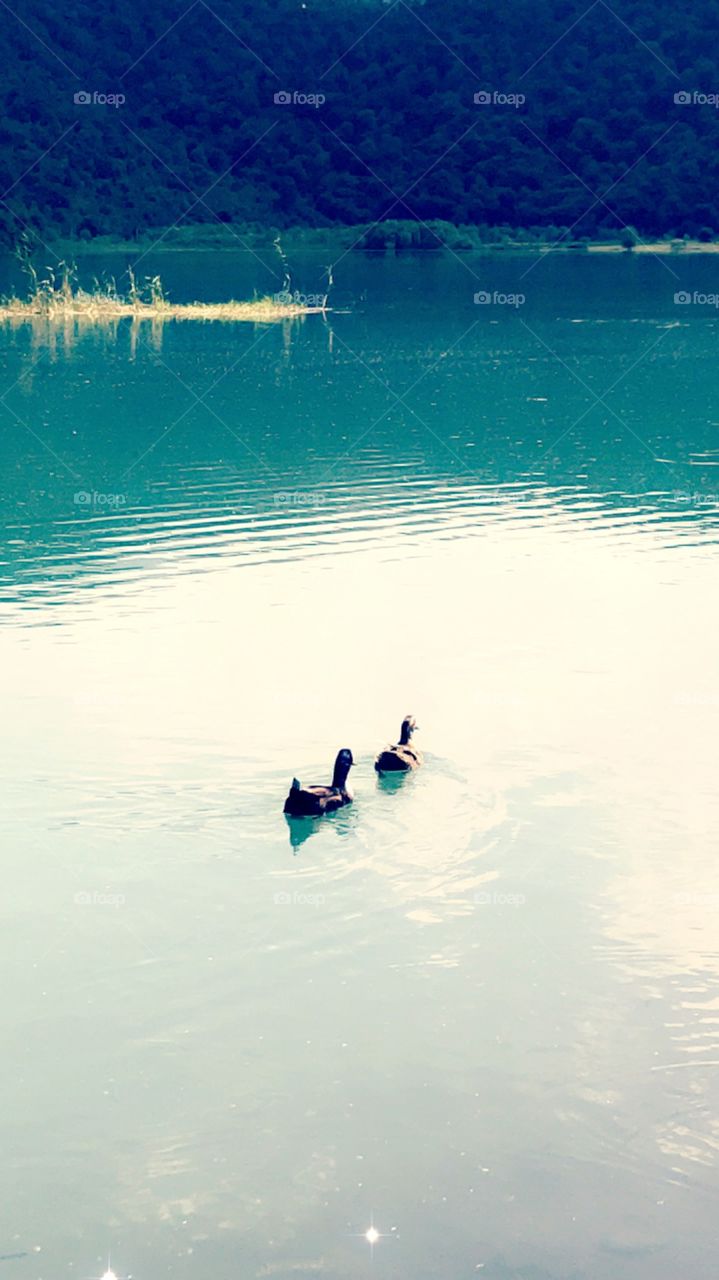 Love ducks swimming in a lake