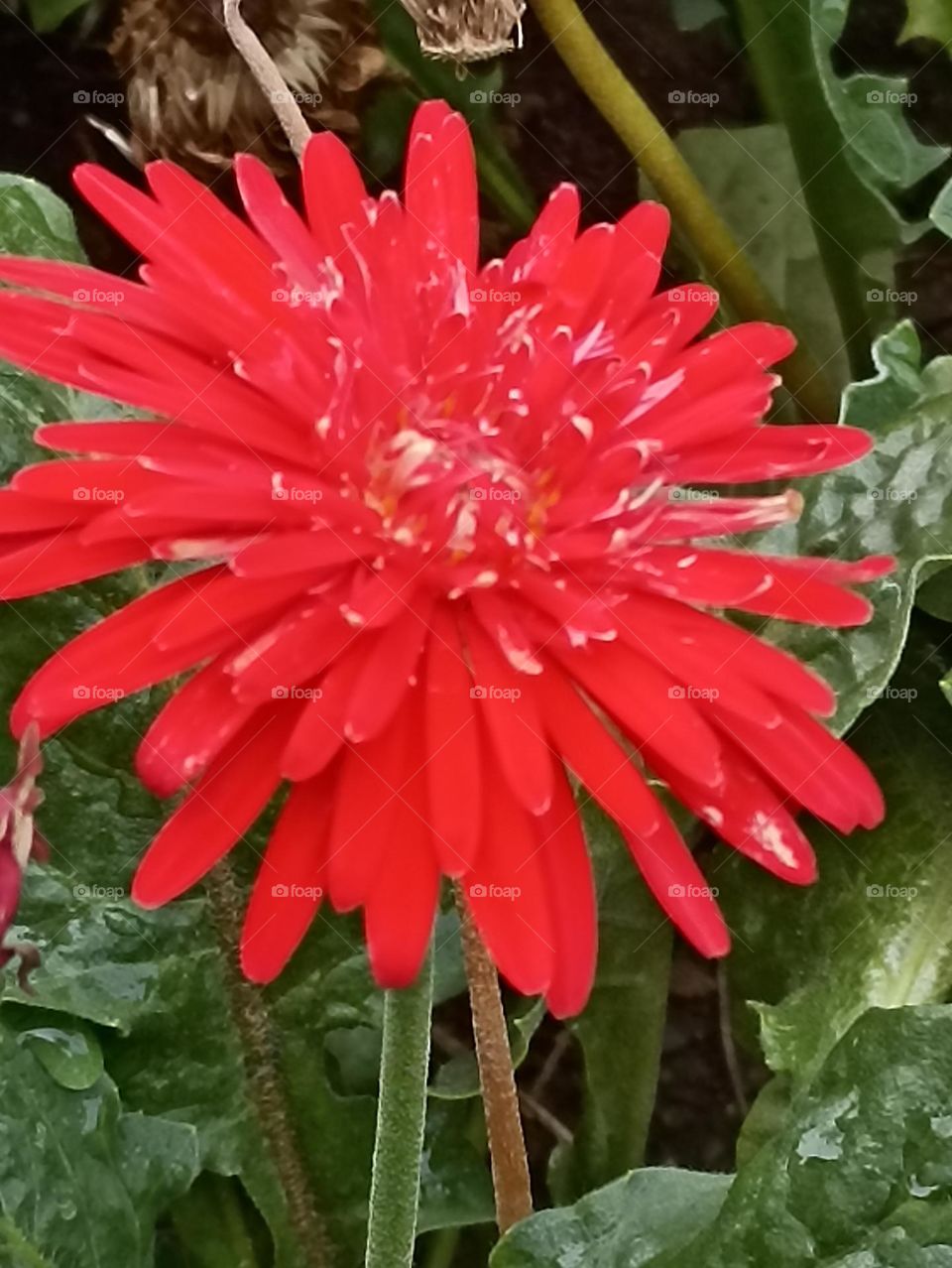 full bloomed red colour flower with bed of green