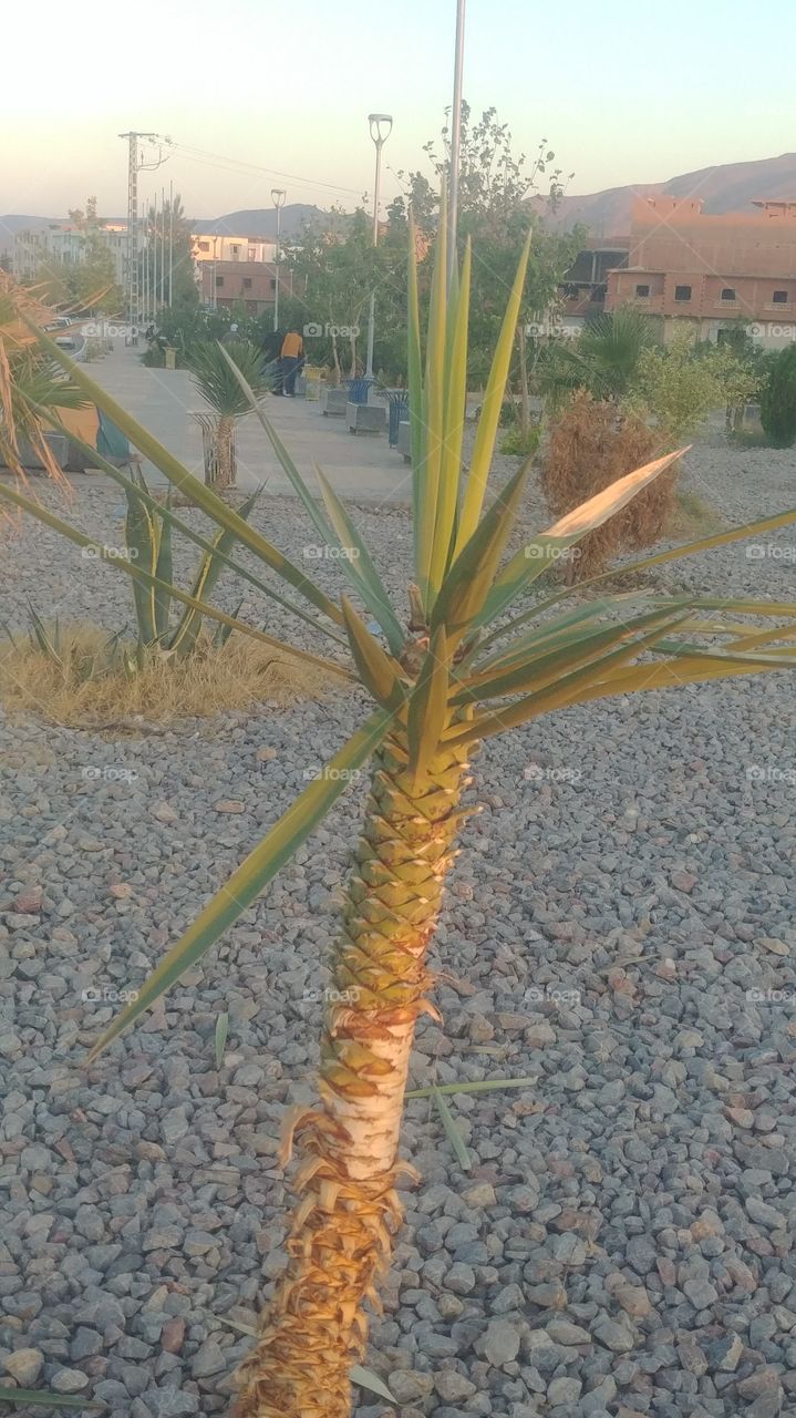 Palm