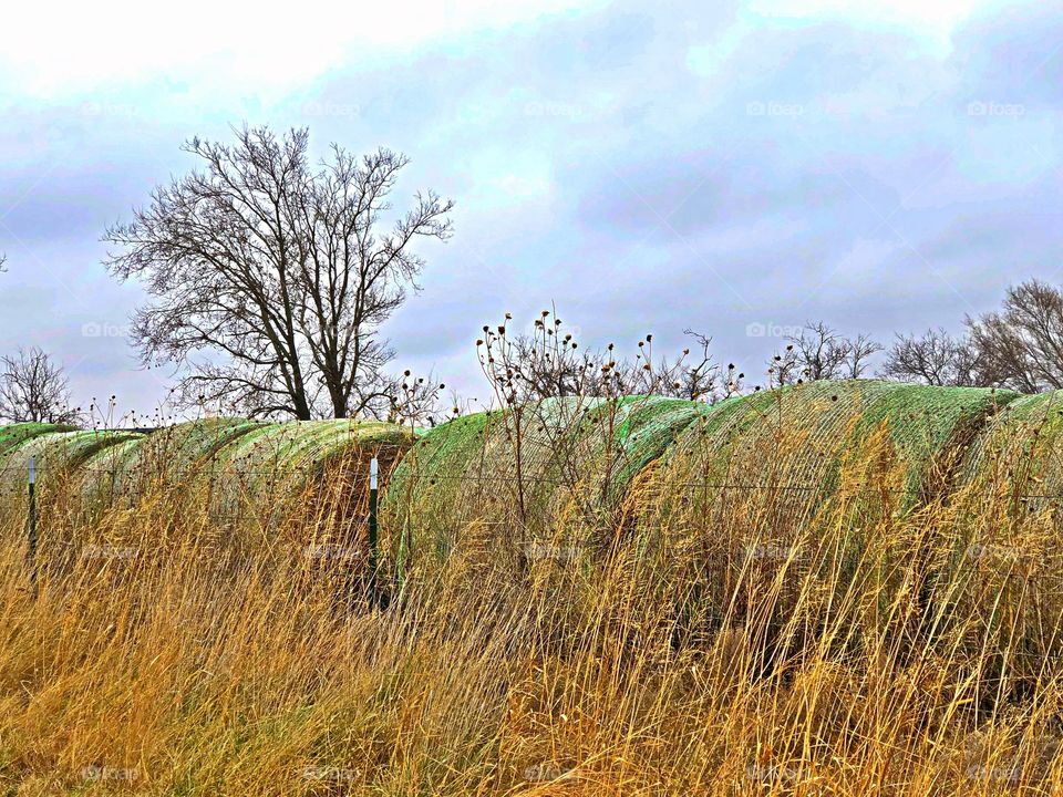 Hay field scene