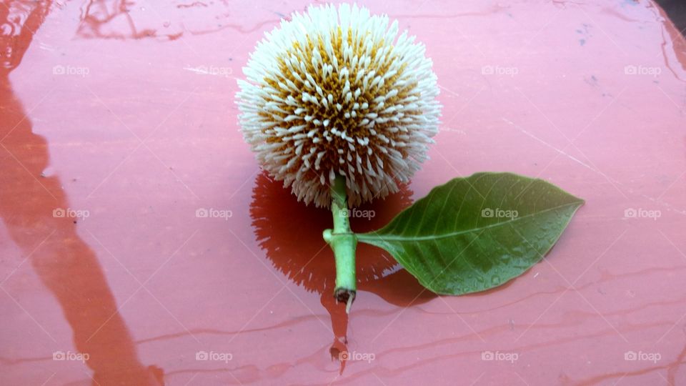 Round flower and single leaf 
but red colour paint wall look nicely