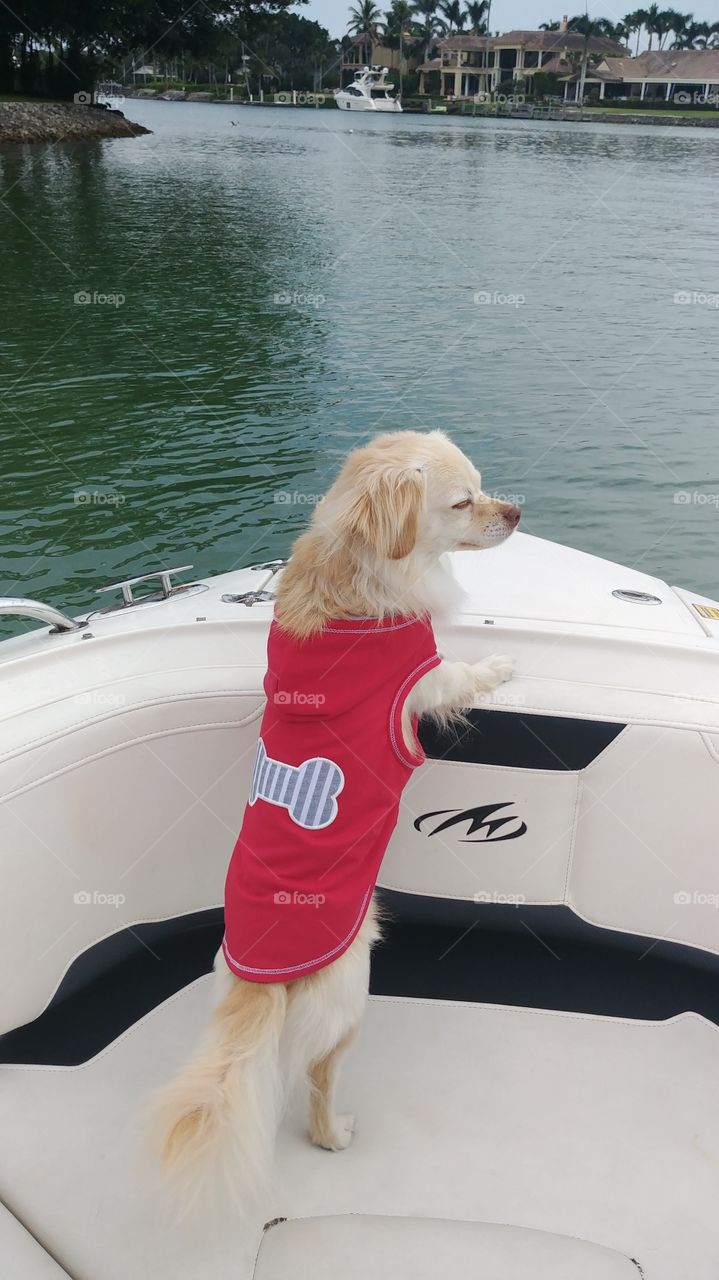 pet Chihuahua goes boating in Florida