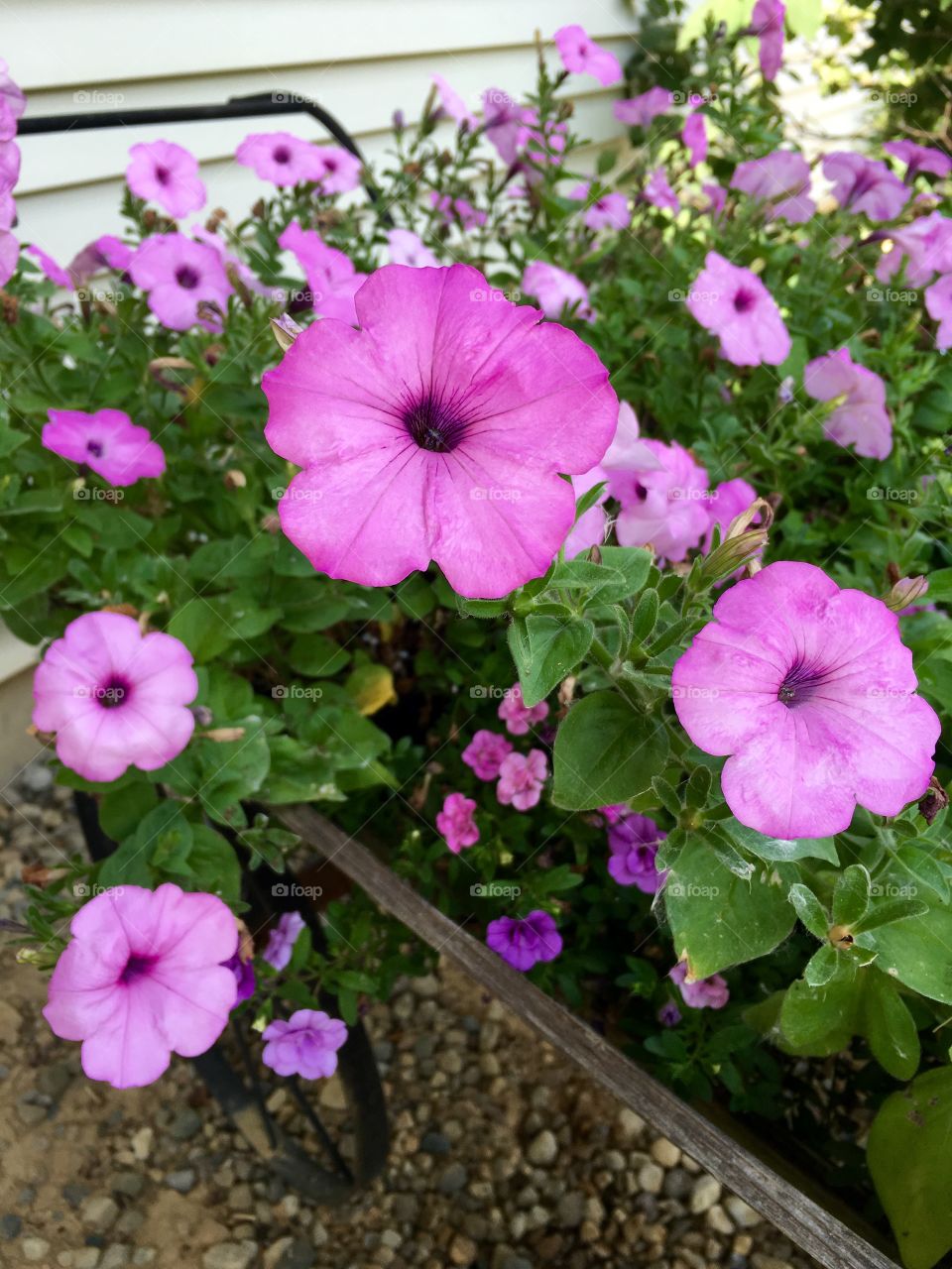 Purple flowers