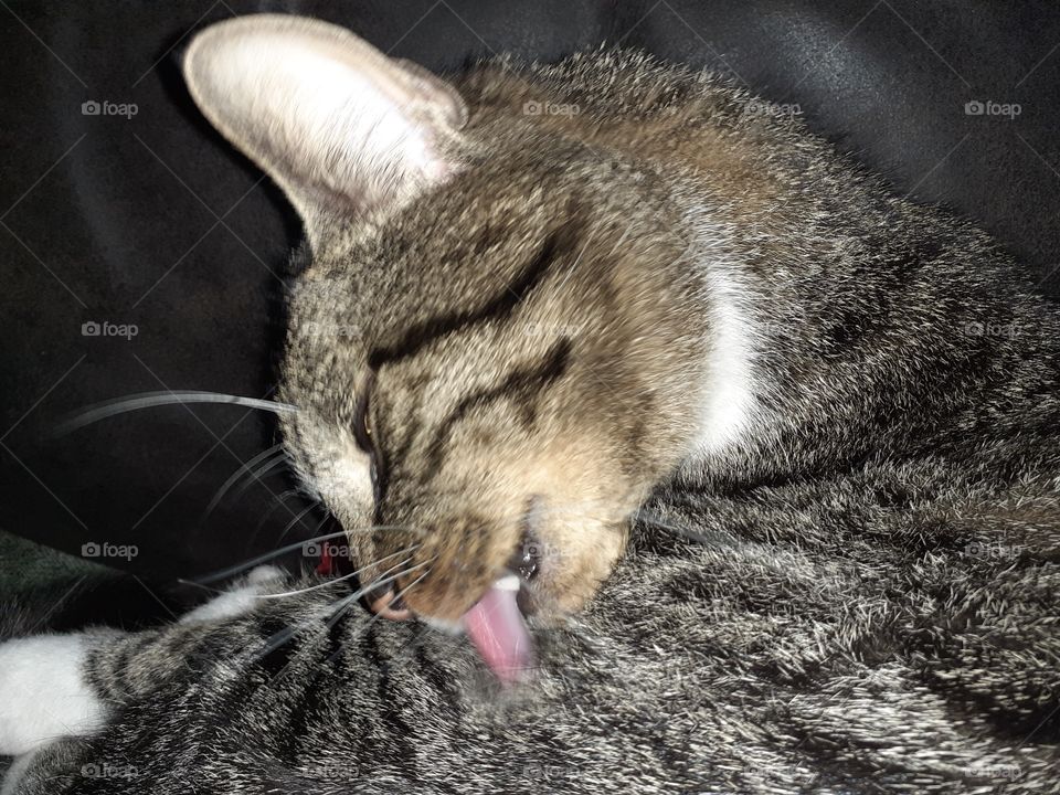 Tiger washing himself