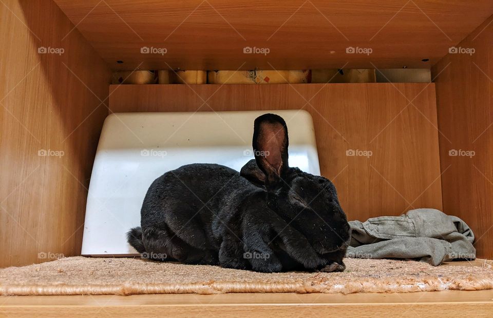 Rex domestic rabbit