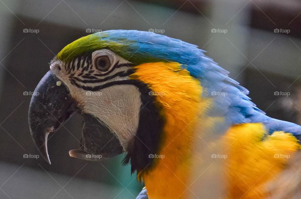blue orang yellow beak