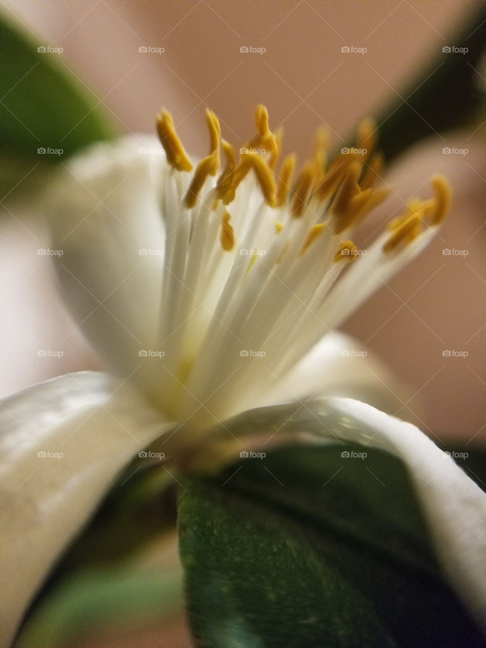 Lemon tree flower