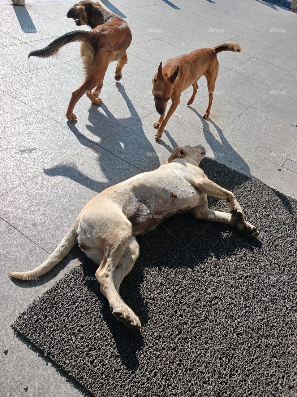 Na porta do café à espera de seu dono.