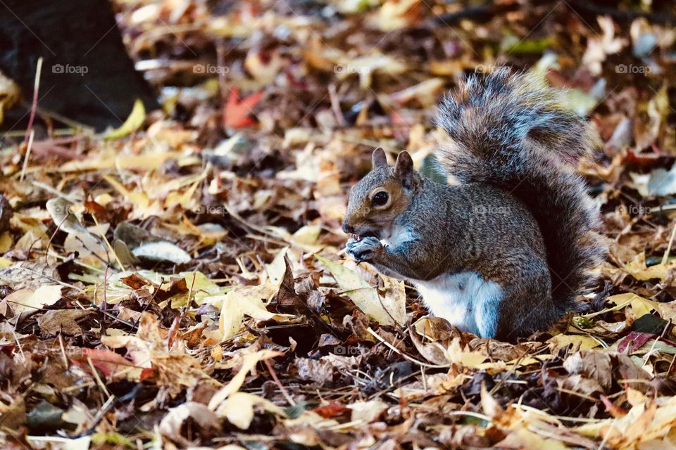 Squirrel having a snack between many fall leaves 