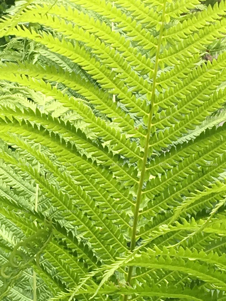 Green fern 