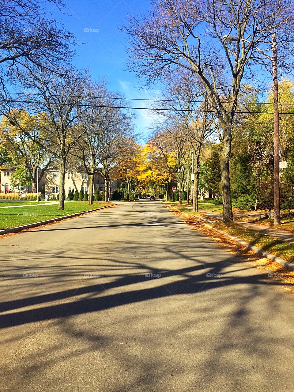 Yellow autumn 