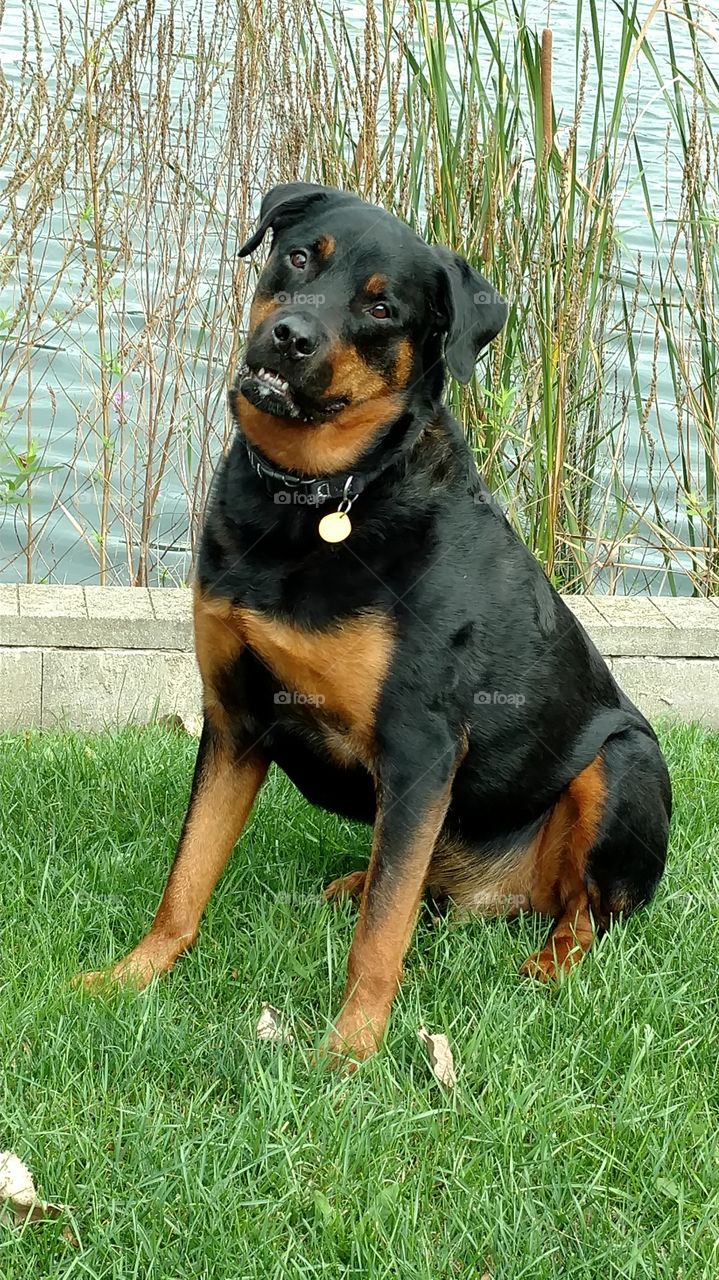 Rottie Baby