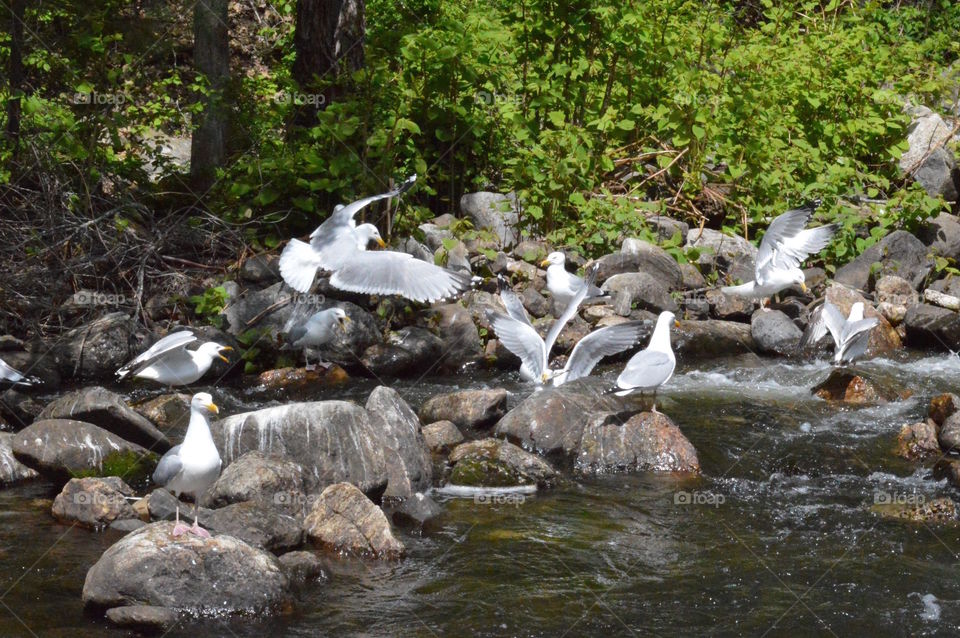 Seagulls Feeding In Maine River