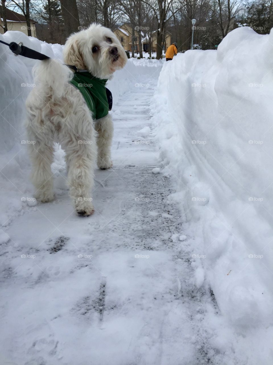 My westie- schnauzer venturing out into the snow 
