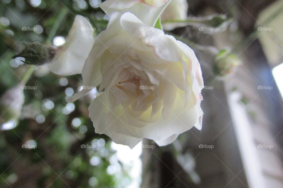 Flower, Nature, Wedding, Rose, Flora