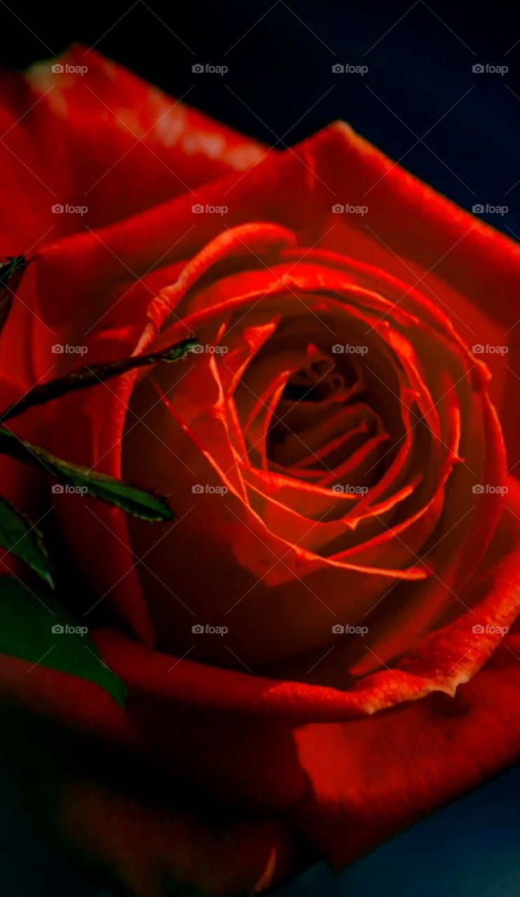 So big , beautiful and so pretty dark red rose flower so nice middle of flowers and so beautiful dark red petals