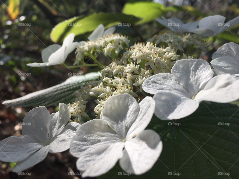 hydrangea