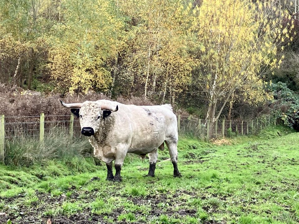 Grand white bull possibly a rare breed Chillingham ?!?! 🐮