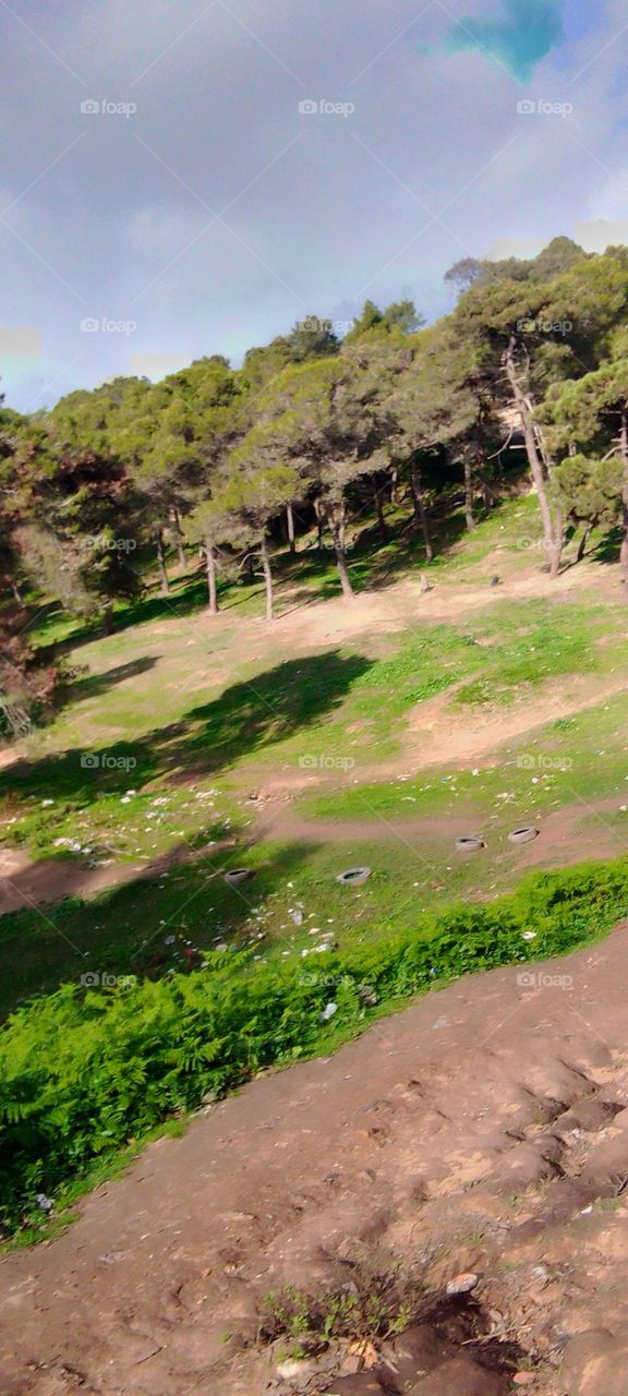 Trees, cloudy sky, grass, branches