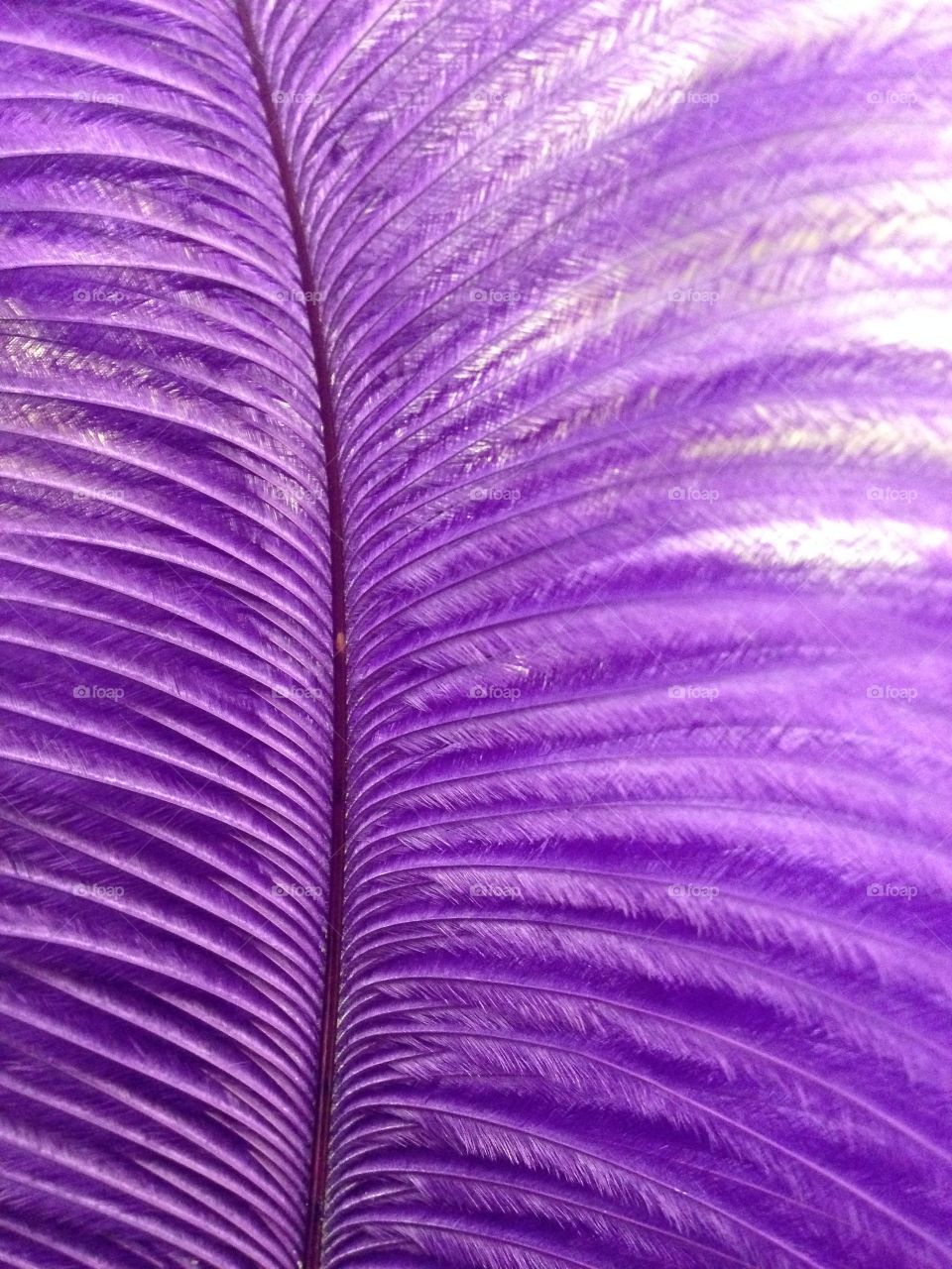 Extreme close-up purple feathers