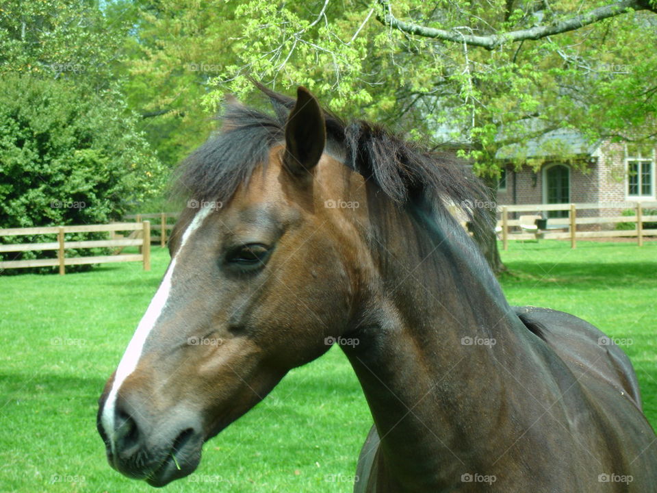 Gorgeous Horse close-up