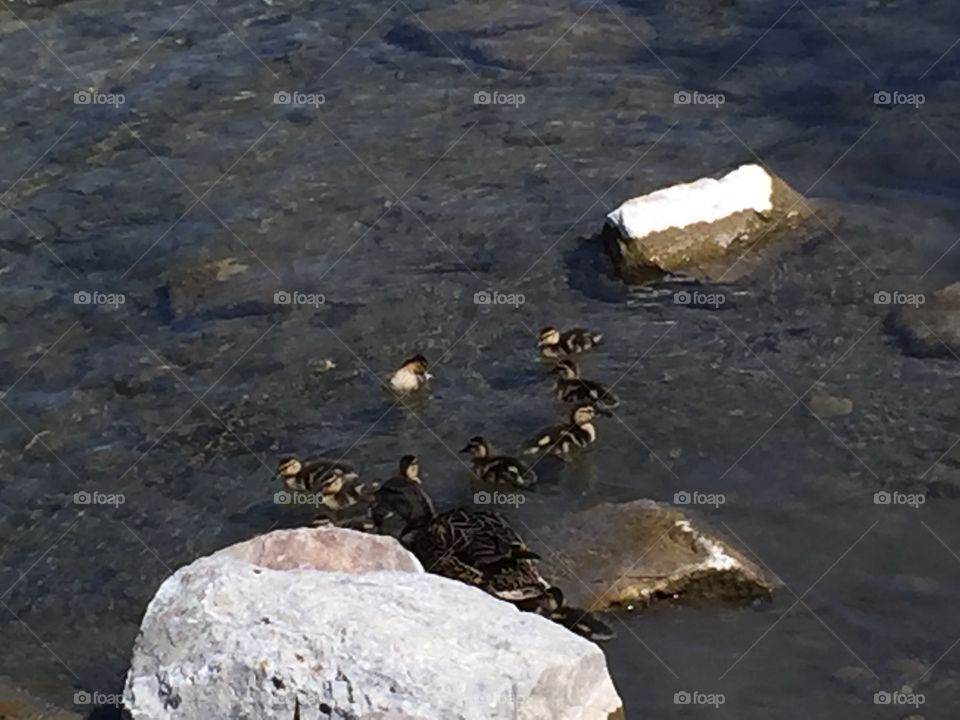 Baby Ducklings with their Mommy Duck. Copyright © CM Photography. May 2019.