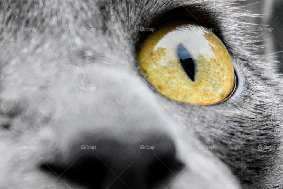 cat's eye