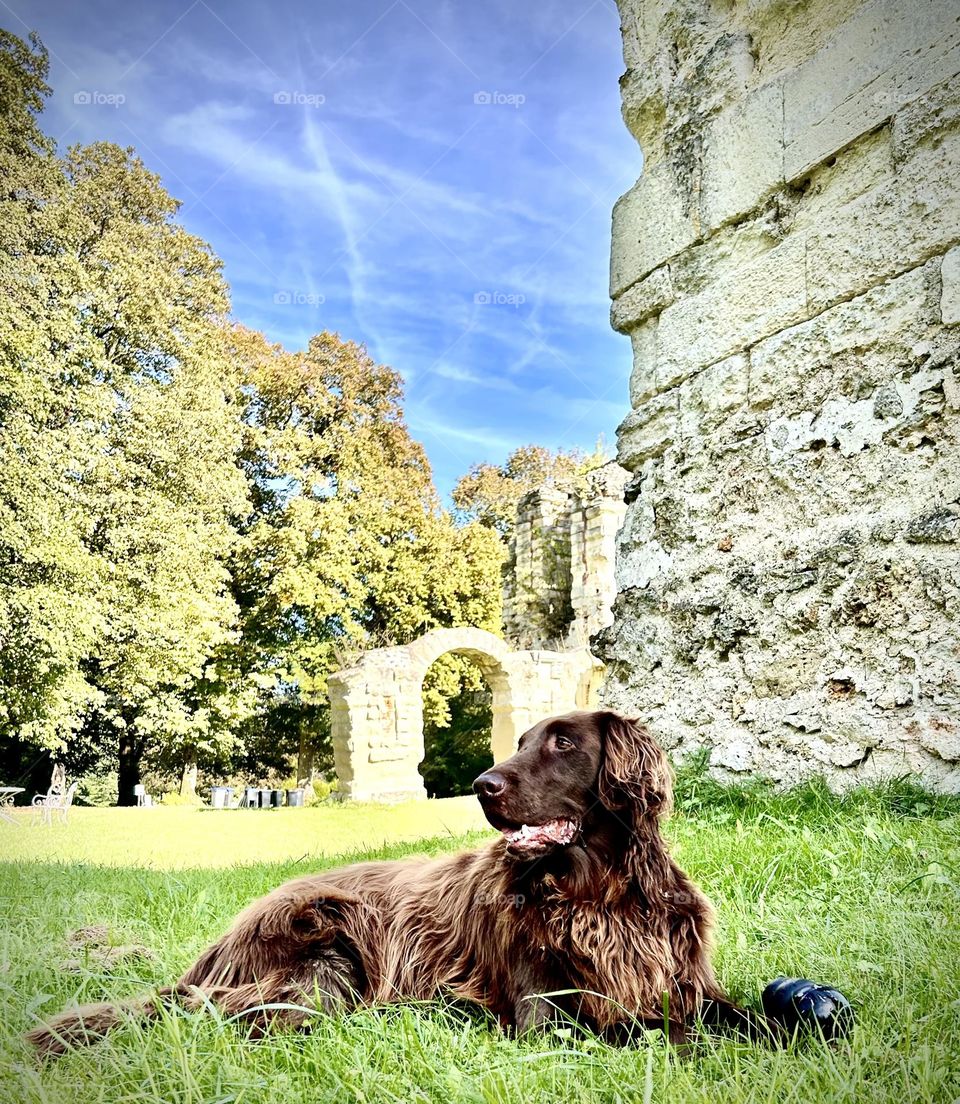 Chien de la propriété de Montceaux Lès Meaux , Septembre 2023 . 