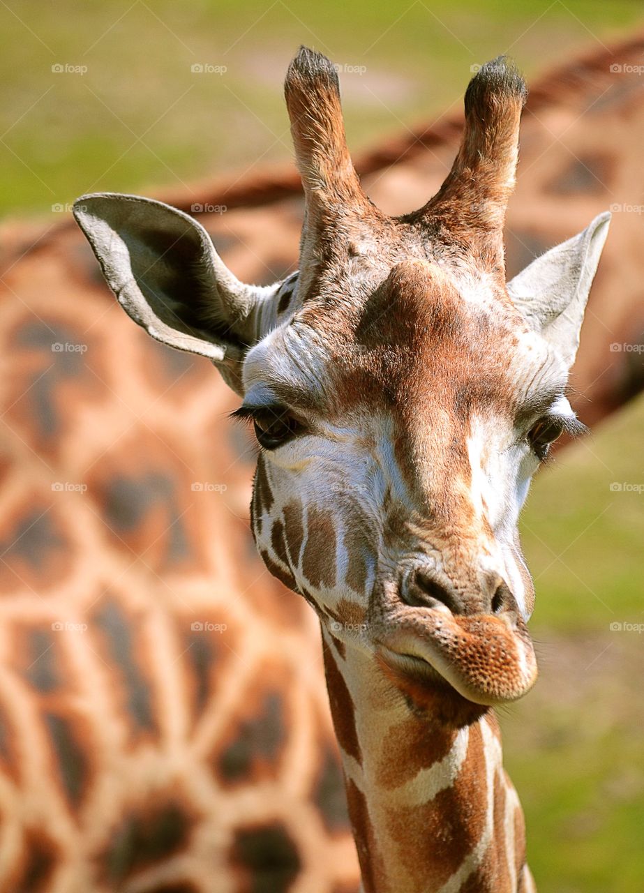 Close-up of a giraffe