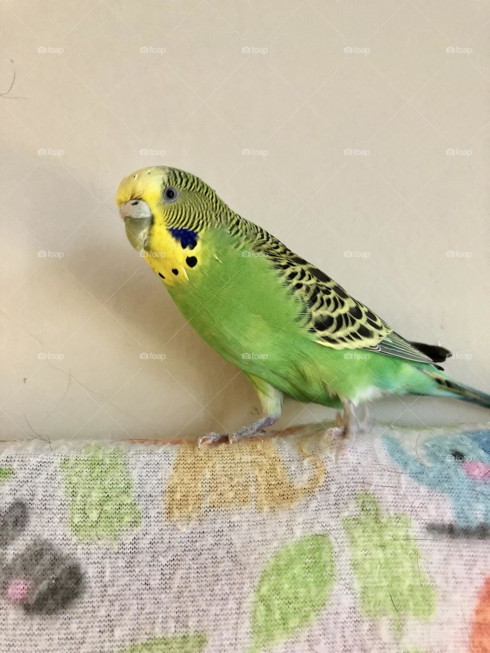 Beautiful birdie Coco on his 2 nd Birthday 🥳