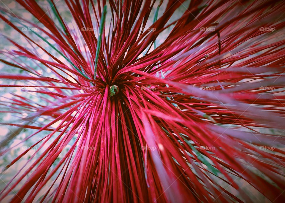 Extreme close-up of red flower