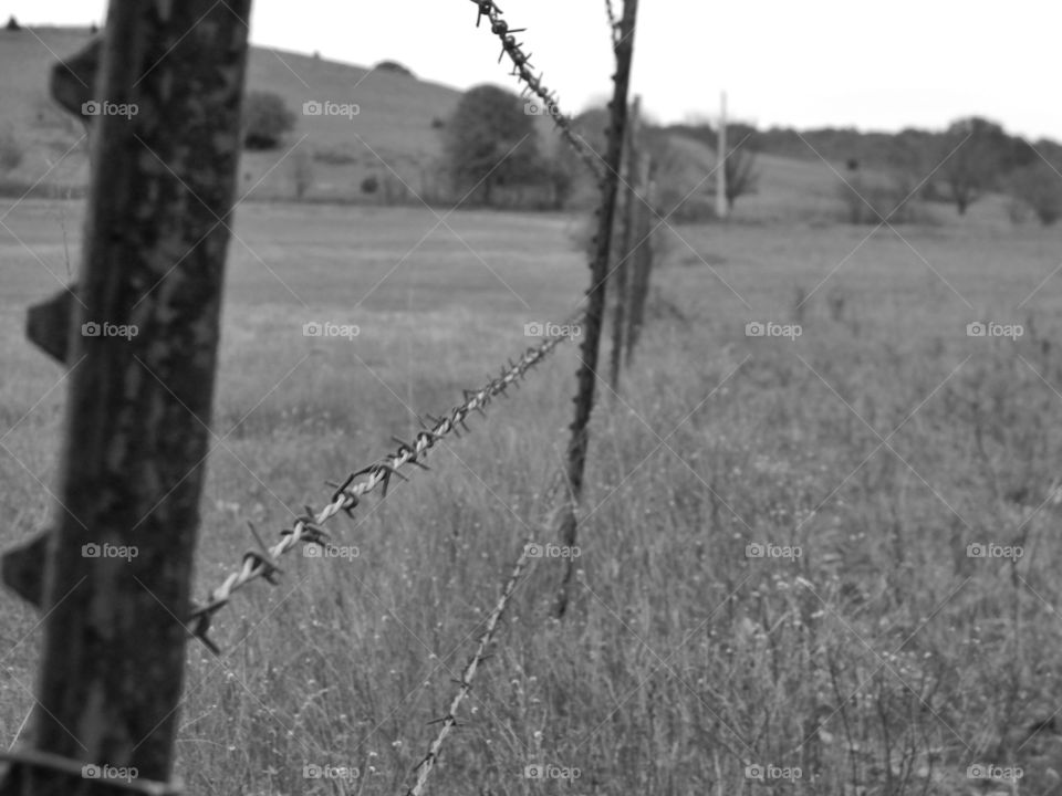 barbed wire