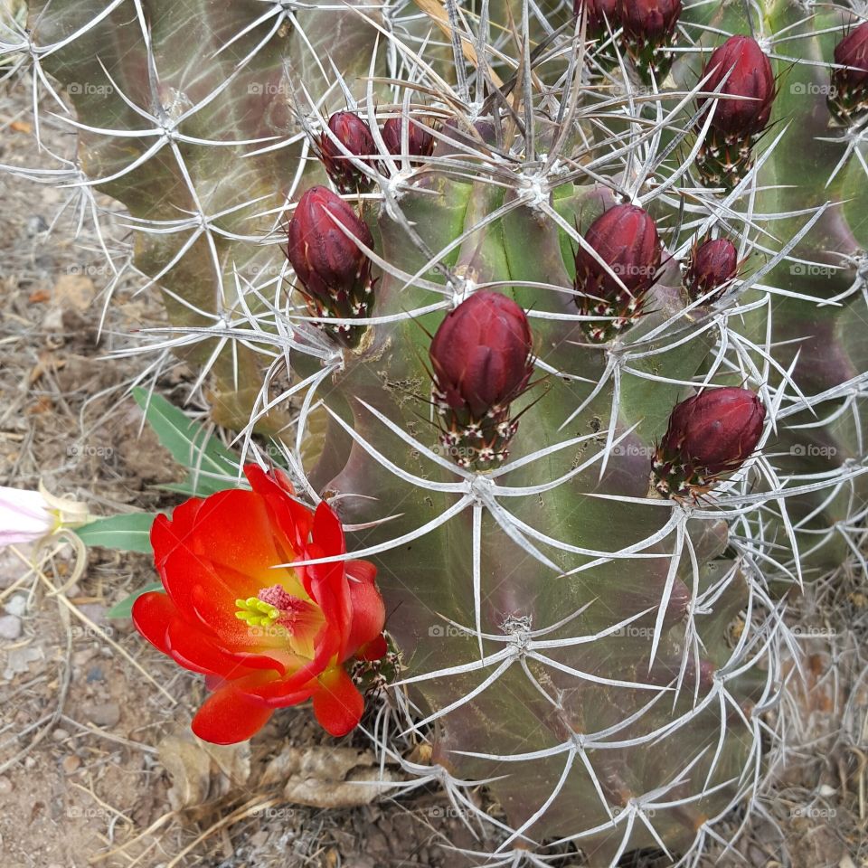 Cactus Bloom