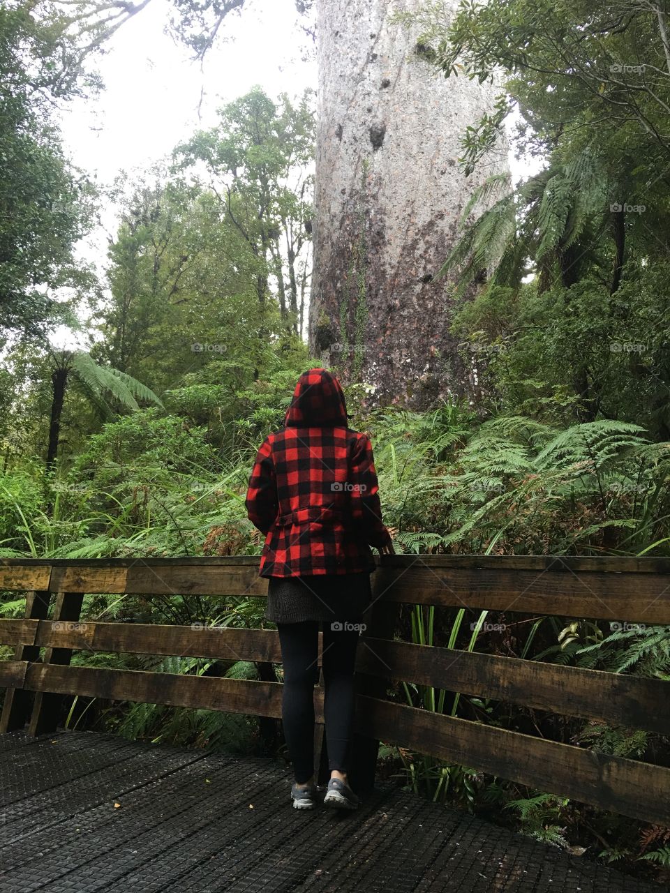 The largest tree in New Zealand is breathtaking 