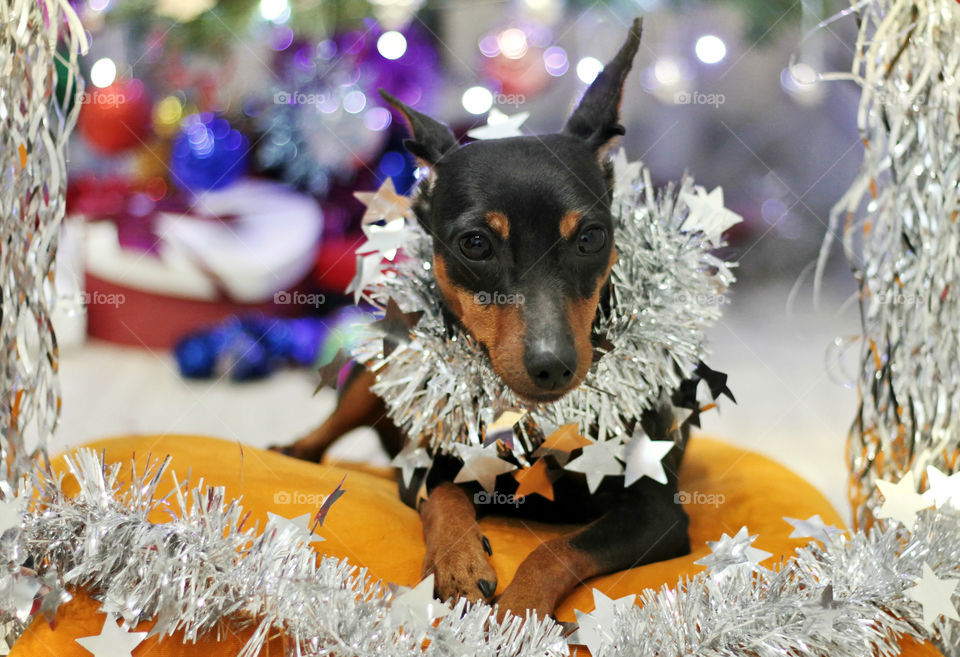 Christmas pinscher