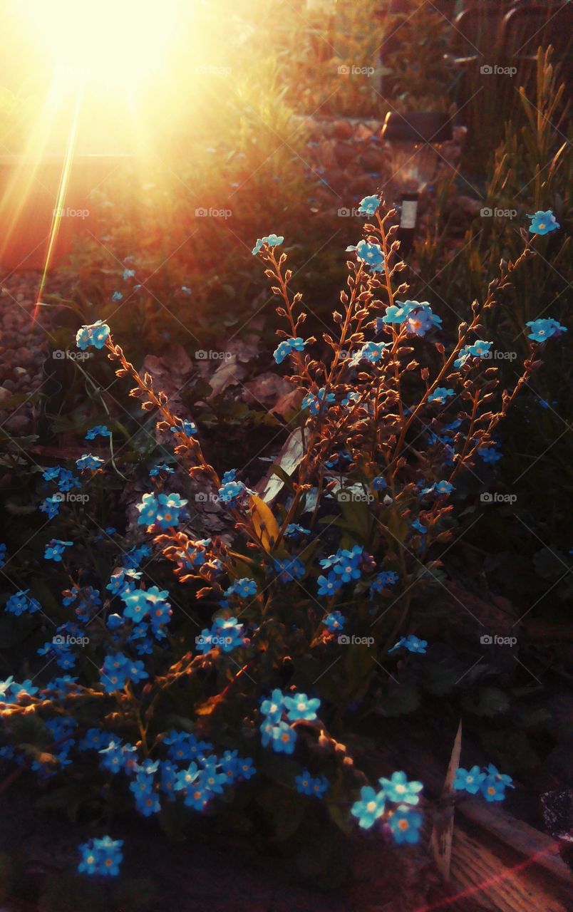 forget-me-not at sunset