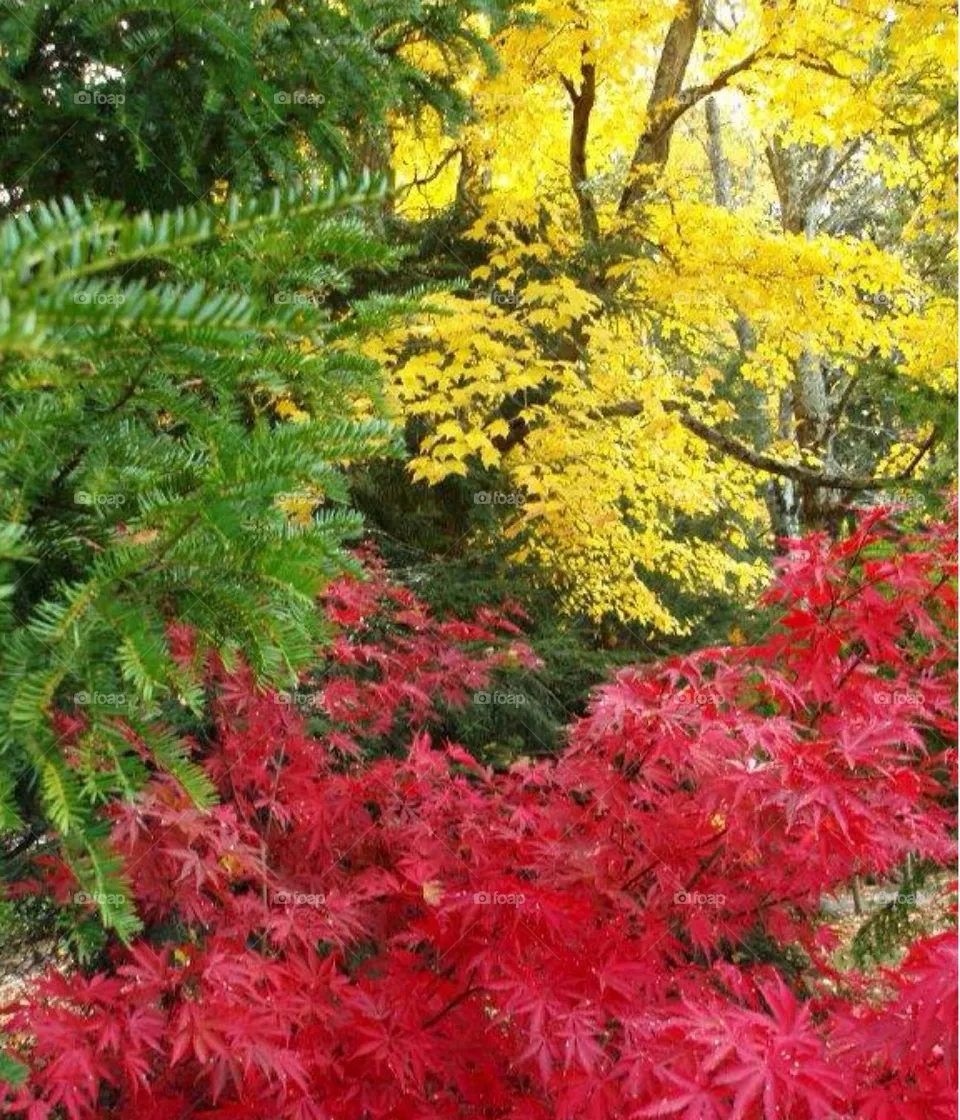 Trees